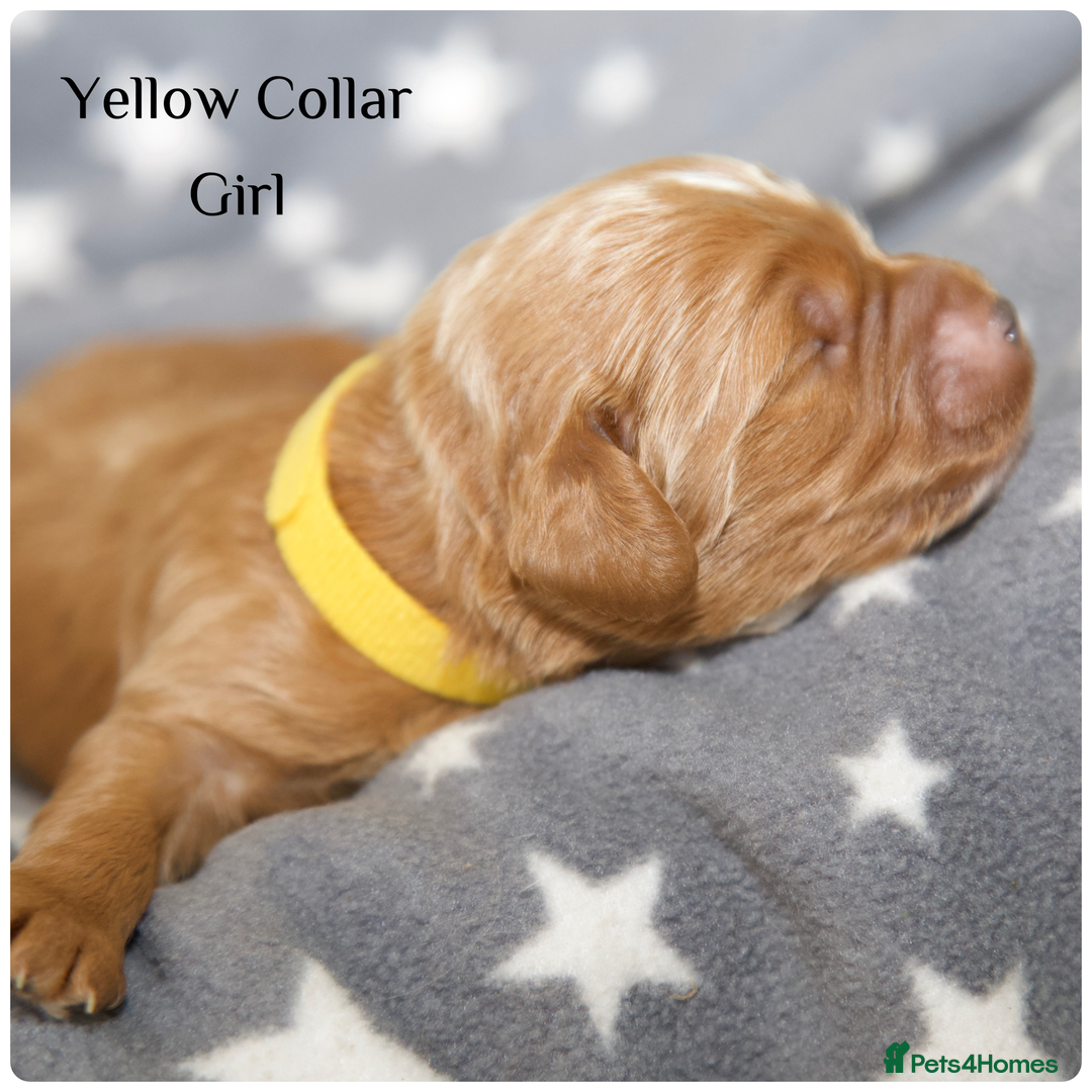 Cockapoo dogs for sale: Gorgeous Fox Red Cockapoo Puppies avail 15/12/25 - Image 22