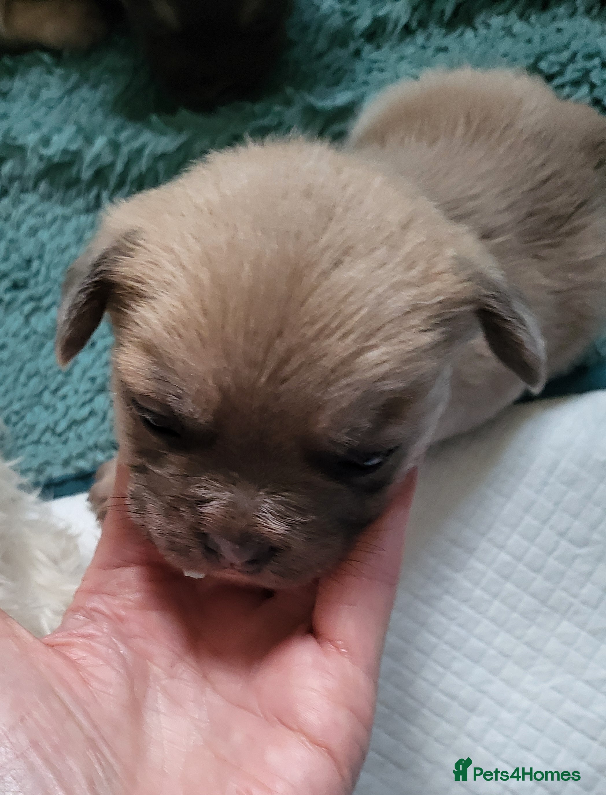 Mixed Breed dogs French maltipoo - Advert 15