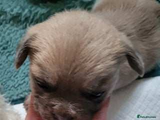 Mixed Breed dogs French maltipoo - Advert 6