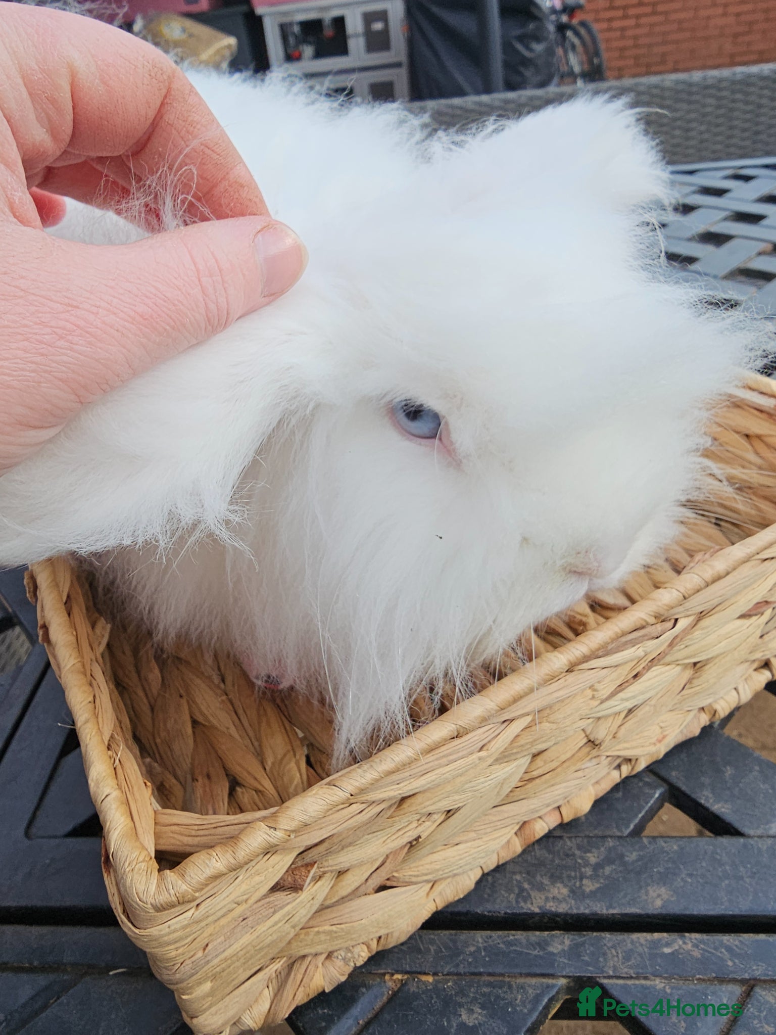 Mini Lop rabbits Beautiful BEW Teddy Widder - Advert 5