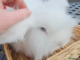 Mini Lop rabbits Beautiful BEW Teddy Widder - Advert 5