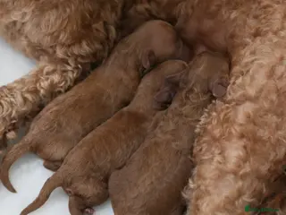 Mixed Breed dogs TOY X MINIATURE POODLE PUPPIES - RED - Advert 3