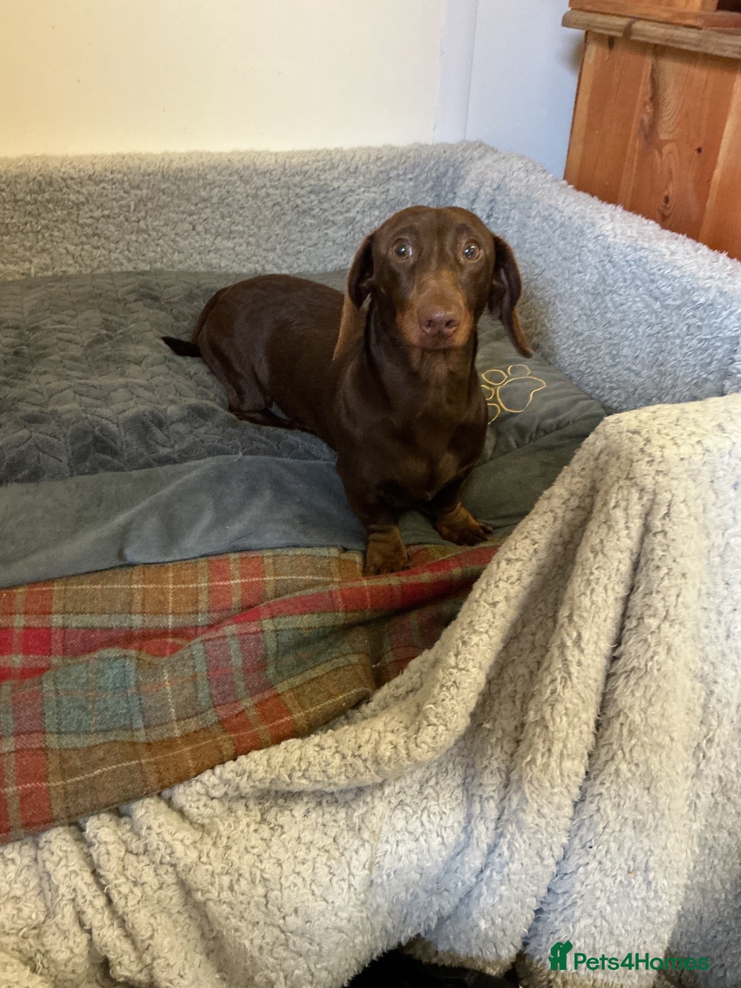 Miniature Dachshund dogs Miniature dachshund - Advert 1