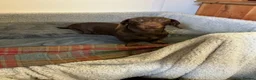 Miniature Dachshund dogs for sale: Miniature dachshund in Doncaster - Advert 1