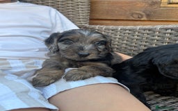 Cockapoo dogs for sale: Gorgeous cockapoo puppies - Image 15