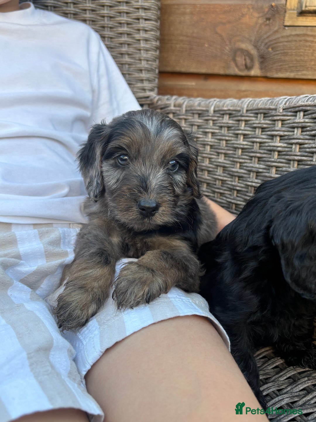 Cockapoo dogs for sale: Gorgeous cockapoo puppies - Image 15