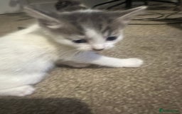 Mixed Breed cats for sale: Mixed breed kittens - Advert 9