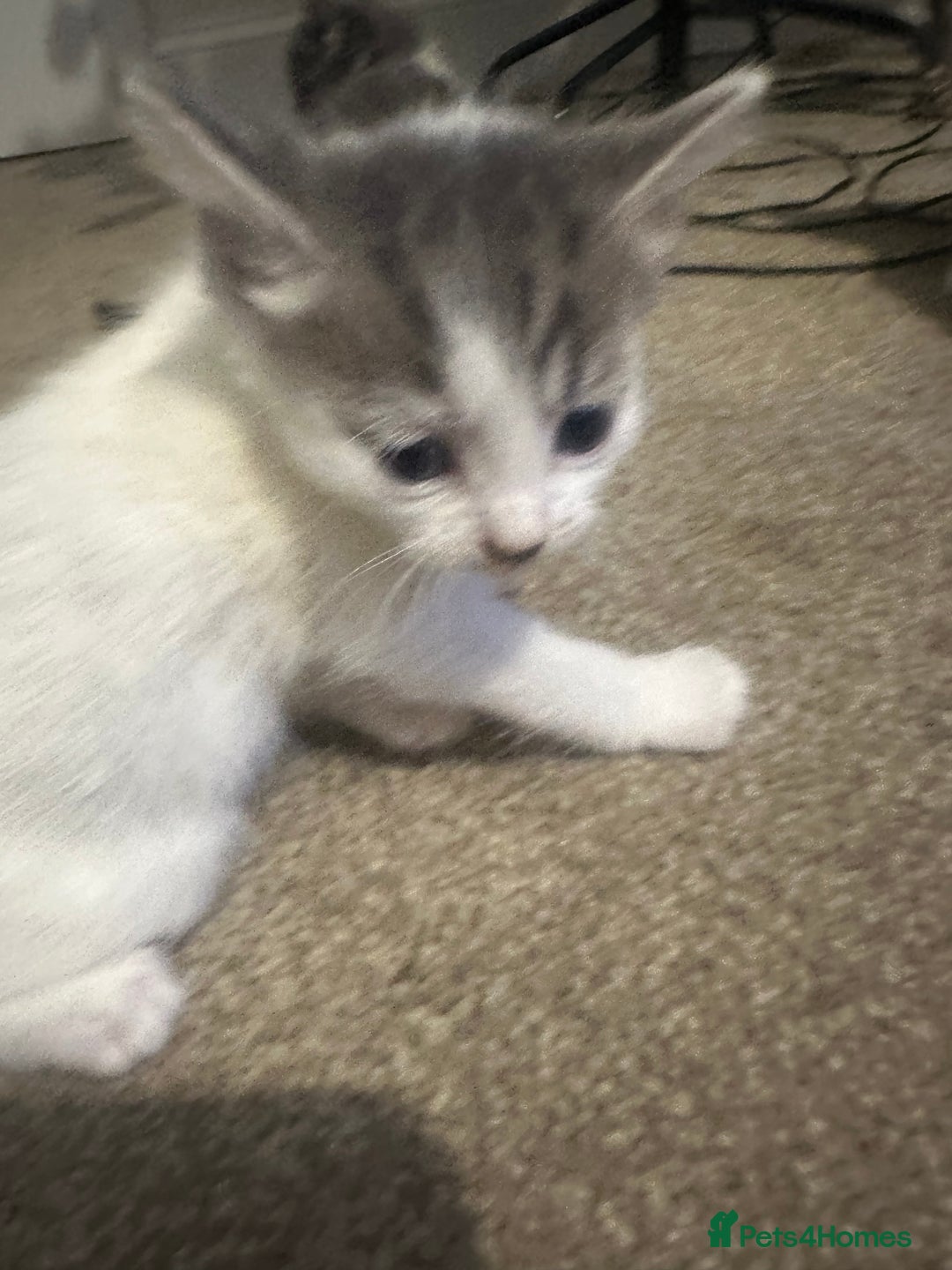 Mixed Breed cats for sale: Mixed breed kittens - Advert 9