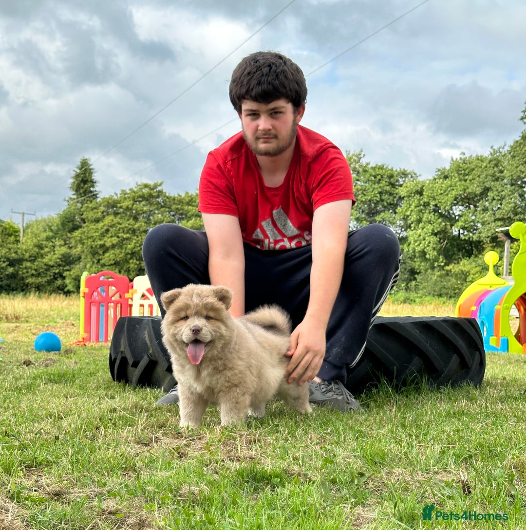 Chow Chow dogs for sale: Exotic colour chowsky puppies for sale  - Image 6