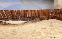 Quail poultry for sale: Chinese painted quail  - Image 5