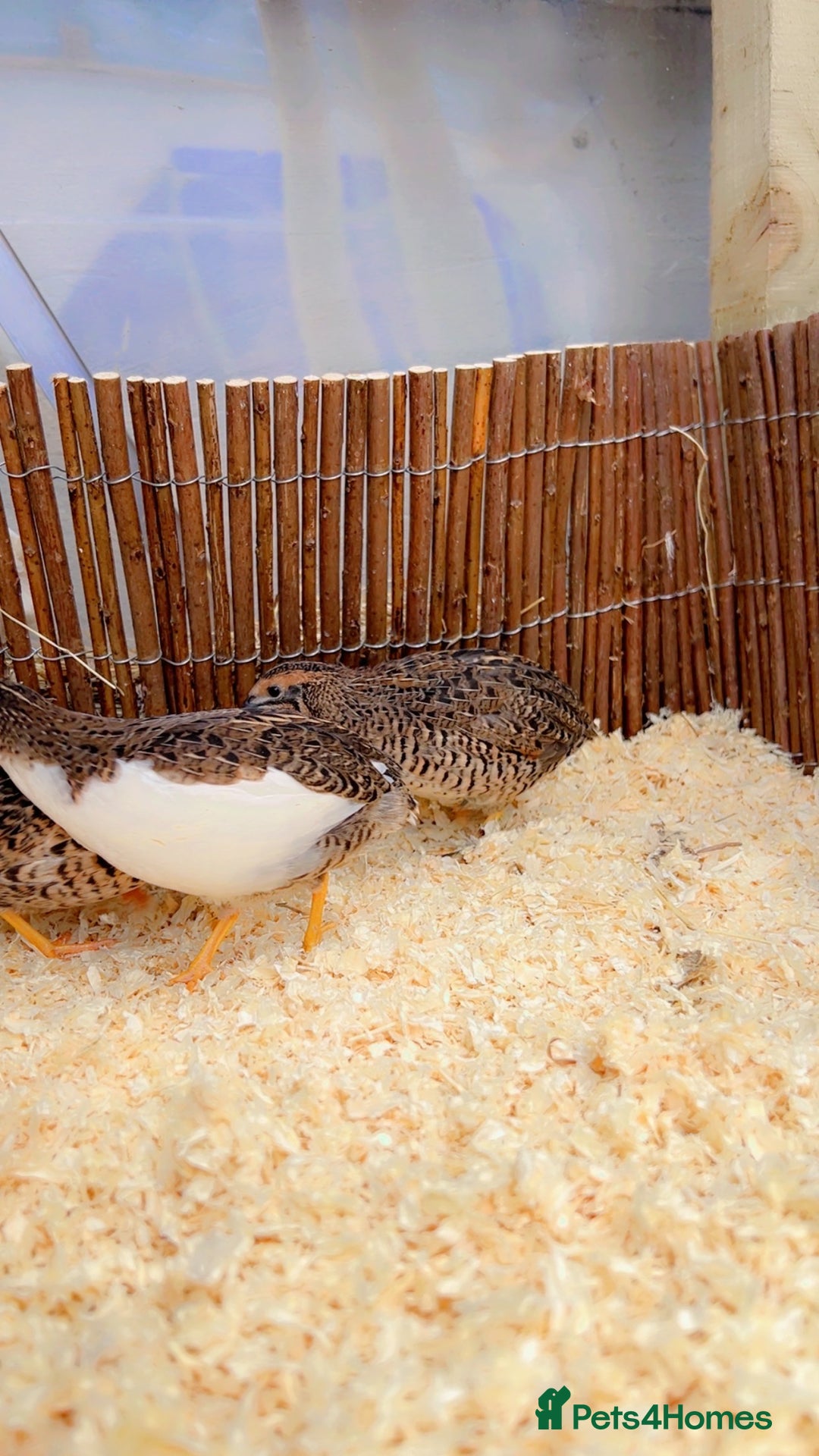 Quail poultry for sale: Chinese painted quail  - Image 5