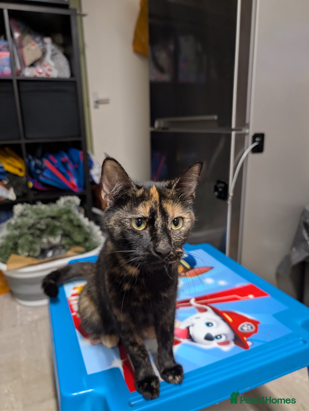 Mixed Breed cats for sale: Beautiful female kittens - Advert 3