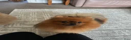 Pomeranian dogs for stud: Male Pomeranian up for stud in Stafford - Advert 2