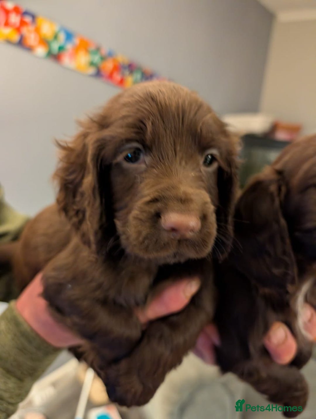 Cocker Spaniel dogs for sale: 2 Chocolate Cocker boys Working type 8 weeks old  - Advert 2