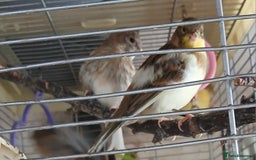 Canaries birds for sale: Canaries x5 Canaries  - Image 8