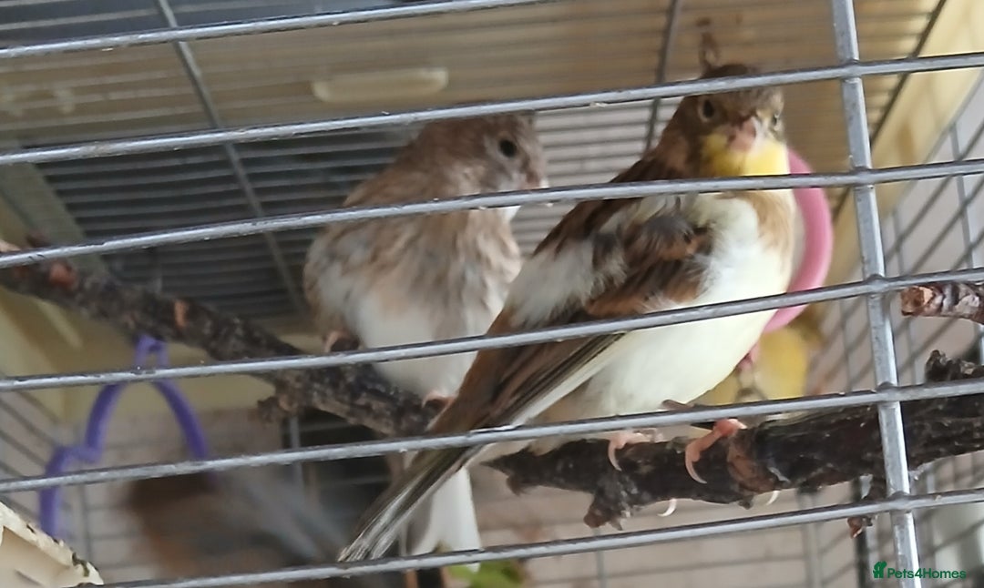 Canaries birds for sale: Canaries x5 Canaries  - Image 8