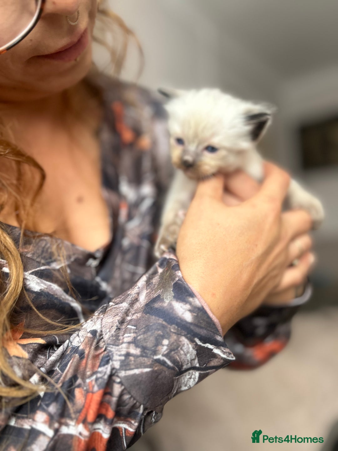 Ragdoll cats for sale: Beautiful pedigree blue point seal point Ragdolls - Image 13