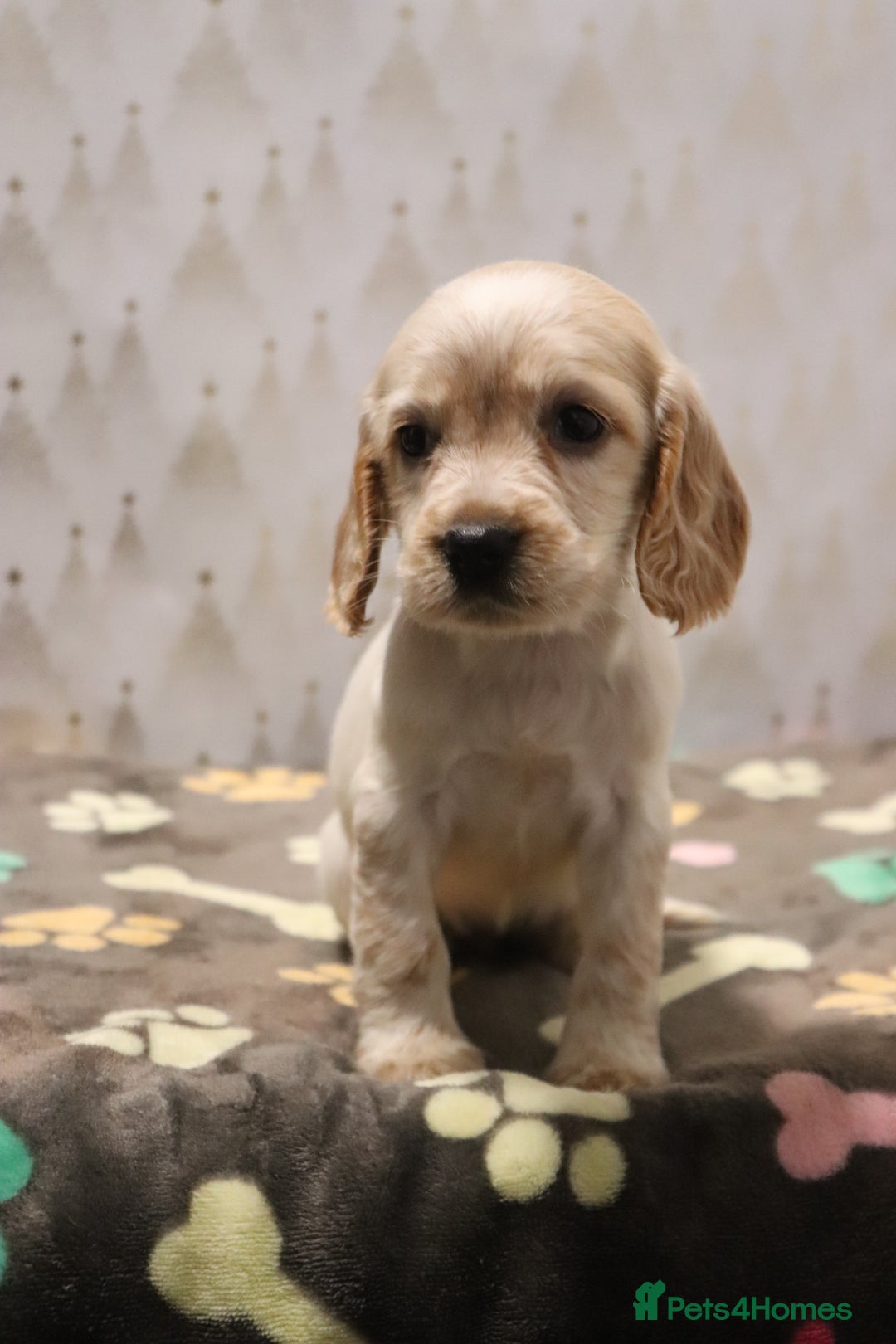 Cocker Spaniel dogs for sale: Fully Health Tested Cocker Spaniel Puppies  - Advert 21