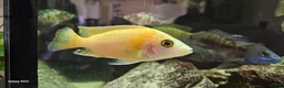 Cichlids fish for sale: Assorted cichlids and sizes - Advert 11