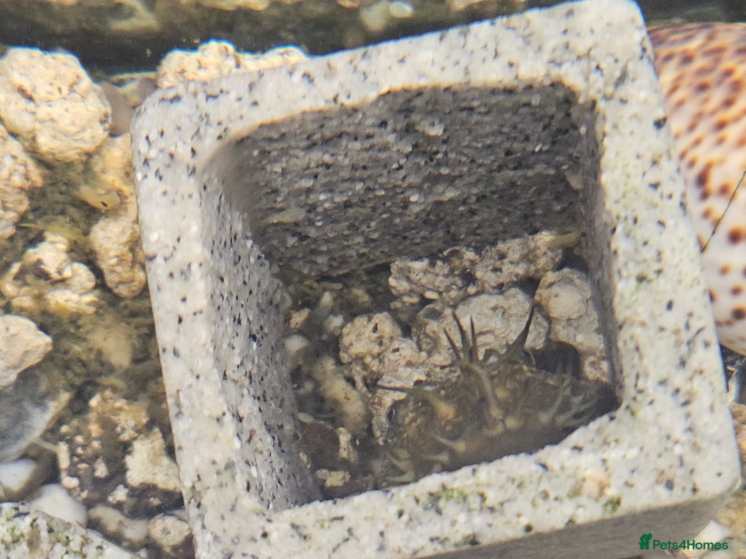 Plecos fish for sale: Plecos  - Image 1