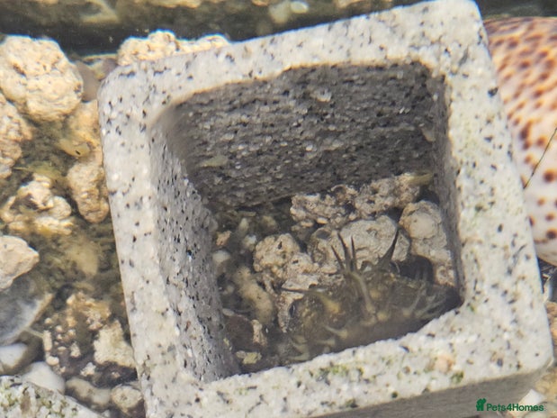 Plecos fish - Advert 4