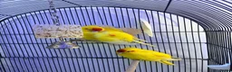 Parakeets birds for sale: 2 hand tamed kakarikis  in Bury - Advert 9