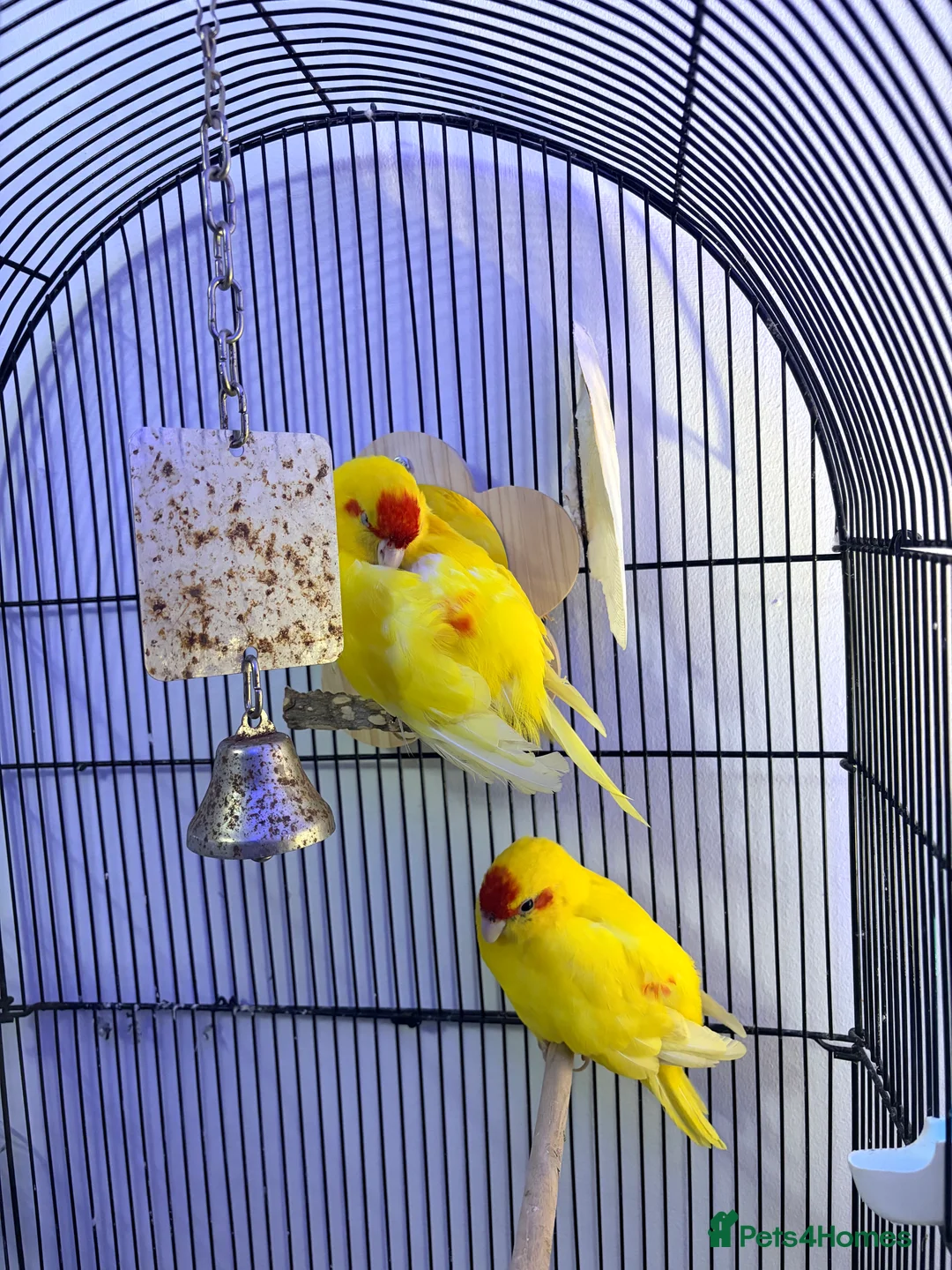Parakeets birds for sale: 2 hand tamed kakarikis  in Bury - Advert 9