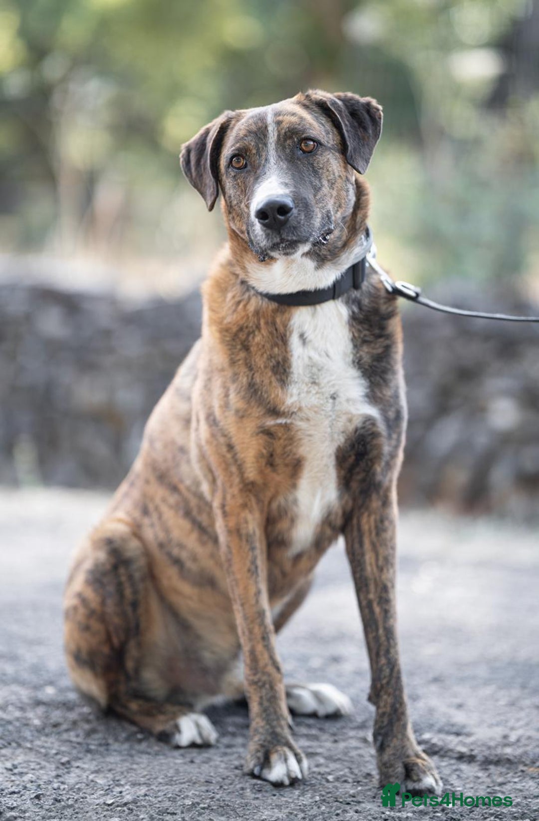 Mixed Breed dogs for adoption: Sweet Natured REX - Image 1