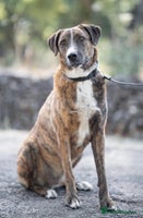 Mixed Breed dogs Sweet Rex needs a warm home for Winter ❄️ - Advert 12