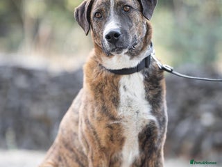 Mixed Breed dogs - Advert 4