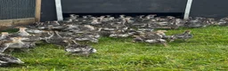 Turkeys poultry for sale: Bronze Turkey Poults  - Advert 4