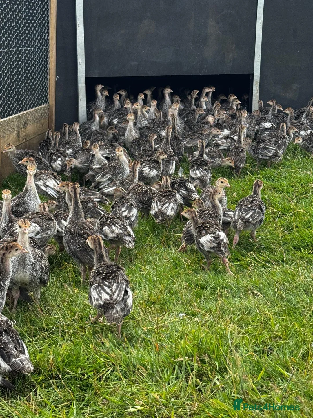 Turkeys poultry for sale: Bronze Turkey Poults  - Advert 4