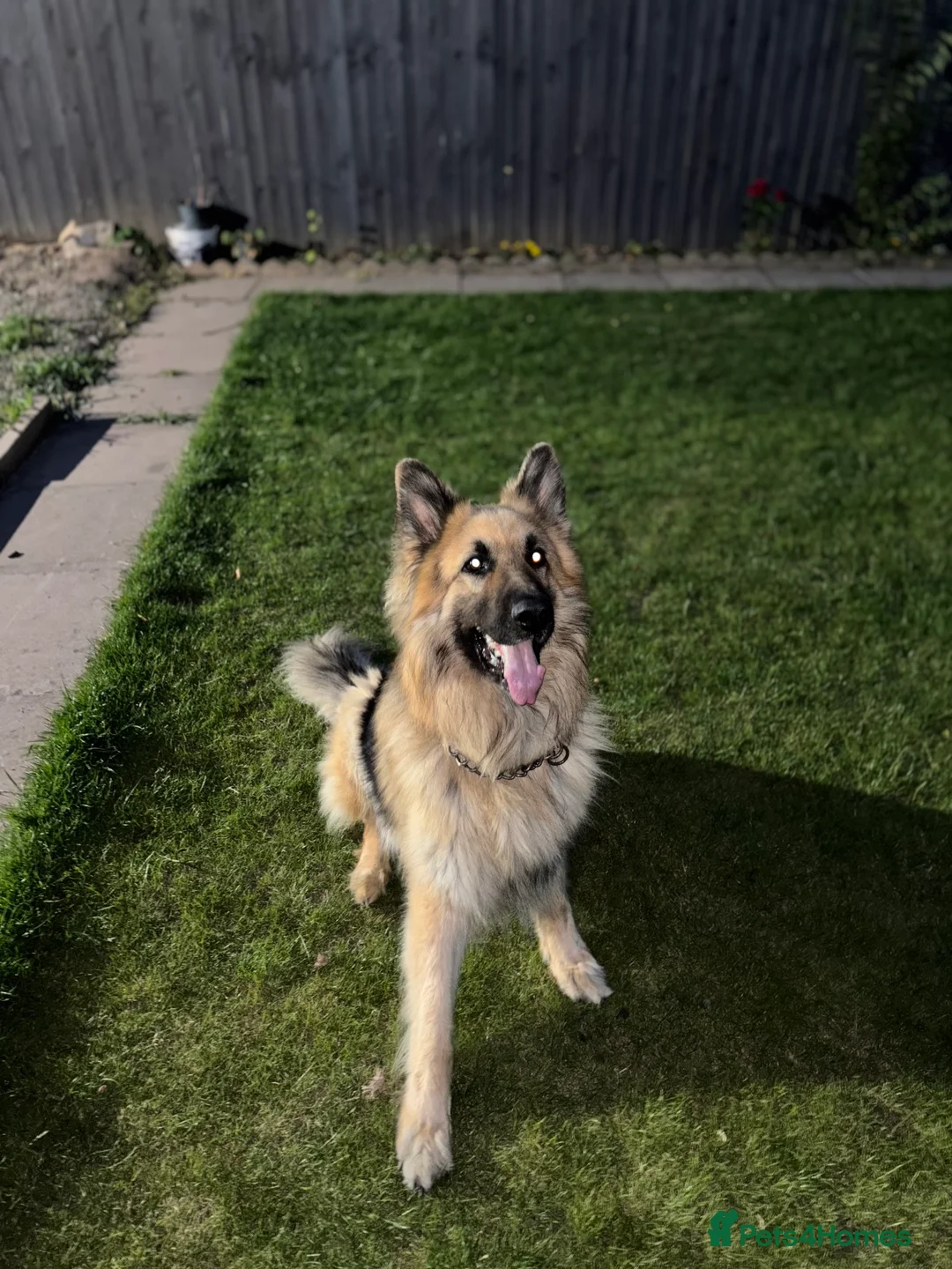 German Shepherd dogs for sale: German Shepherd ( pure ) in Coventry - Advert 1
