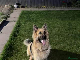 German Shepherd dogs German Shepherd ( pure ) in Coventry - Advert 1