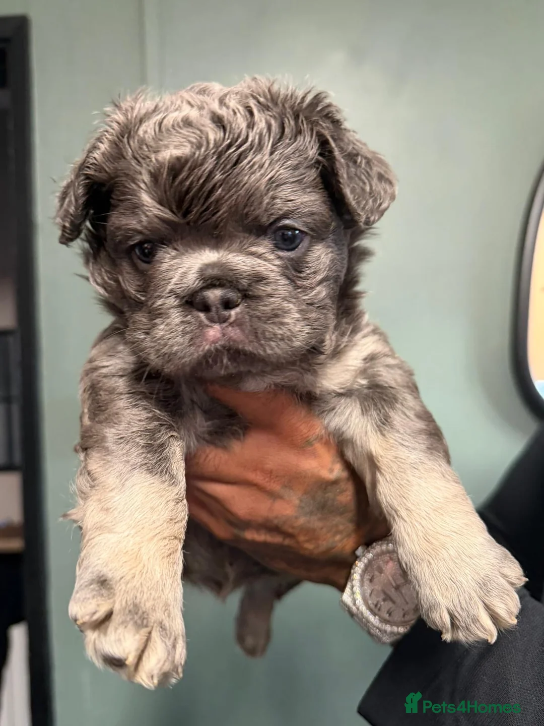 French Bulldog dogs for sale: Blue & Tan Fluffy French Bulldogs  - Advert 9