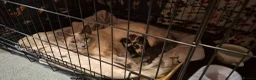 Mixed Breed cats for sale: Rare opportunity to have loving bottle fed Kittens in Melton Constable - Advert 25