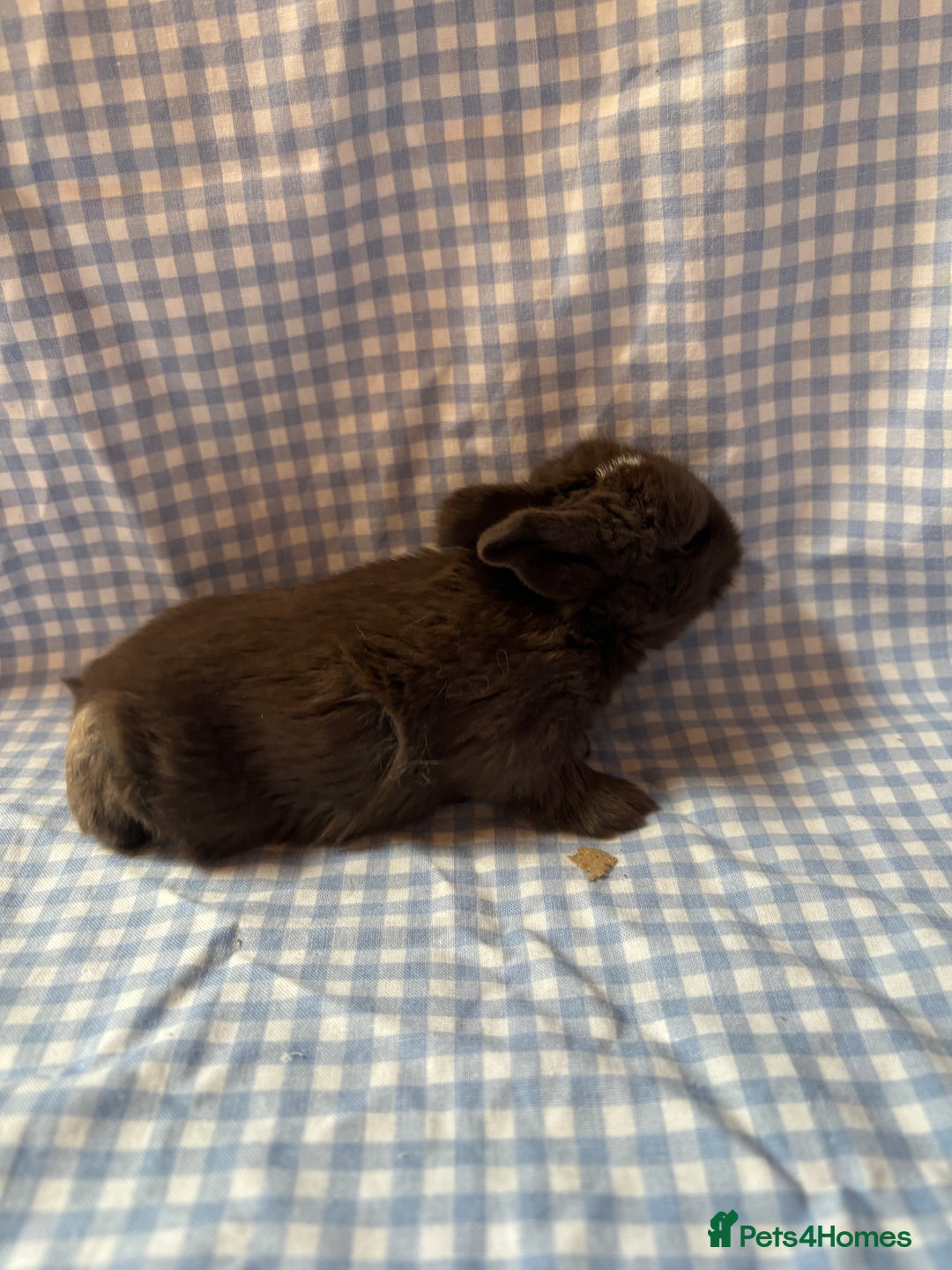 Mini Lop rabbits for sale: Pure bred mini lop babies  - Image 10