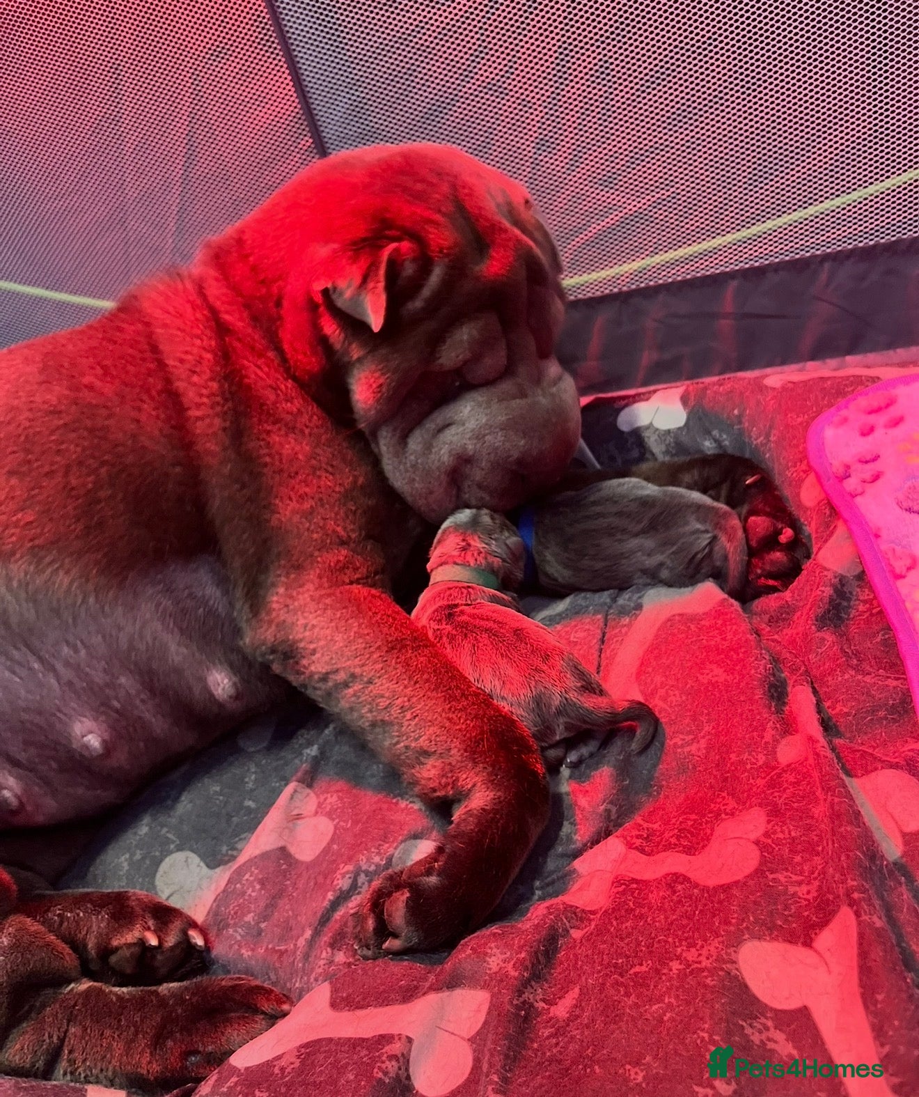 Shar Pei dogs Shar Pei Puppy - Advert 1