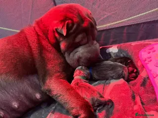 Shar Pei dogs Shar Pei Puppy - Advert 1