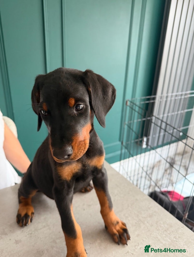 Dobermann dogs 1 LEFT,READY TO LEAVE NOW,BEAUTIFUL DOBERMAN PUPPY - Advert 2