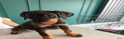 Dobermann dogs for sale: 2 LEFT,READY NOW,BEAUTIFUL DOBERMAN PUPPIES - Advert 28