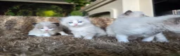 Ragdoll cats for sale: Pure Ragdoll Kittens 🌸 - Advert 21