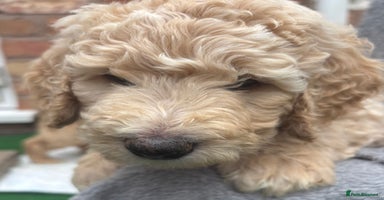 Goldendoodle dogs - Advert 1