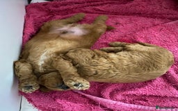 Toy Poodle dogs for sale: Stunning Red Toy Poodle Boy - Image 6