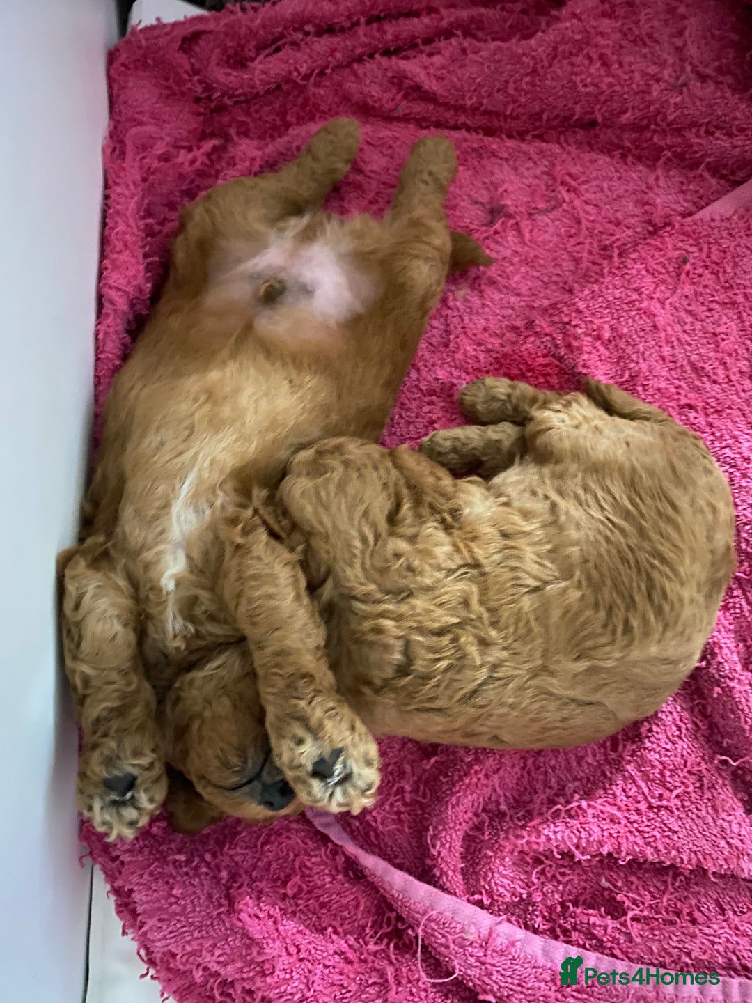 Toy Poodle dogs for sale: Stunning Red Toy Poodle Boy - Image 6