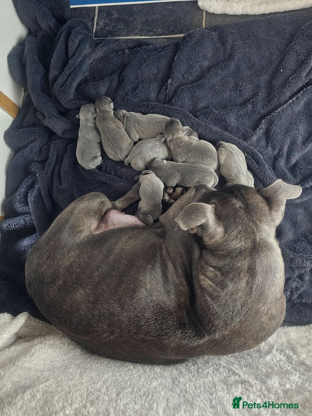 Staffordshire Bull Terrier dogs for sale: Beautiful Blue Staffordshire Bull Terrier Puppies - Advert 2