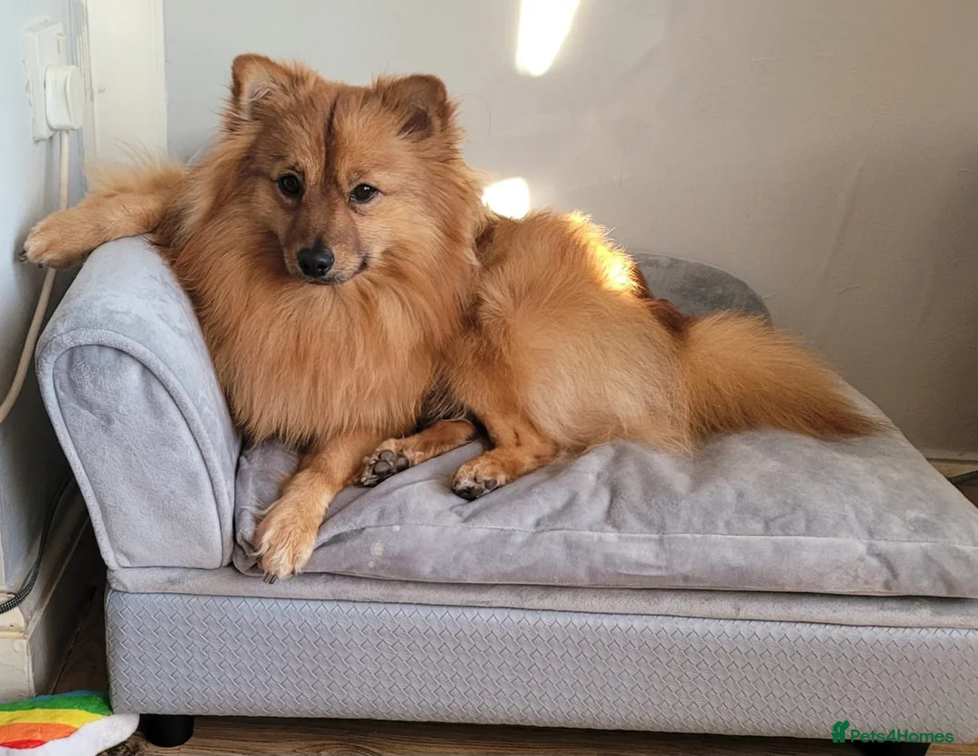 German Spitz dogs for stud: Teddy  in Newcastle upon Tyne - Advert 1
