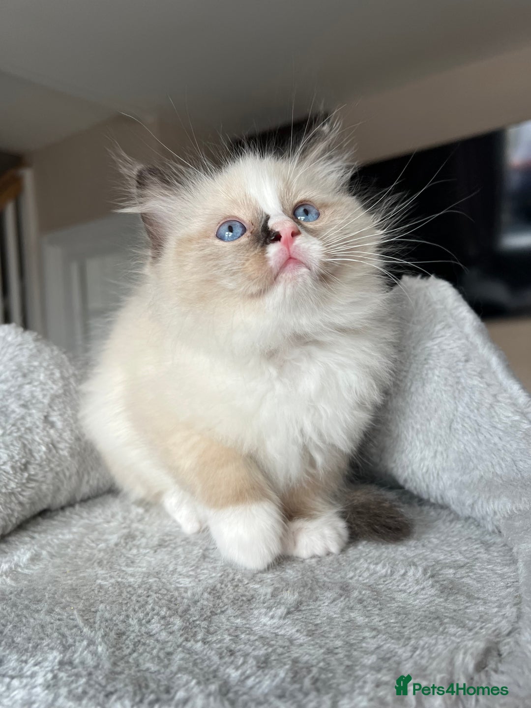 Ragdoll cats for sale: Registered Ragdoll kitttens for sale - Image 25