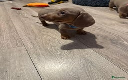 Miniature Dachshund dogs for sale: 8 Week Old Miniature Dachshund Puppies - Image 4