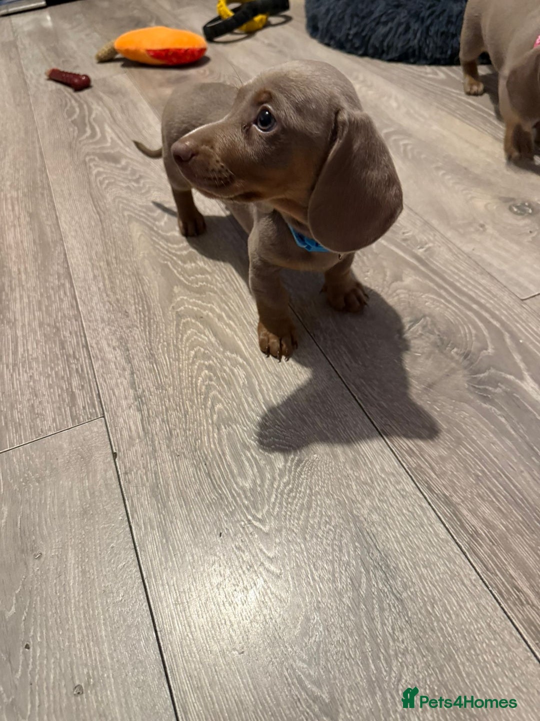 Miniature Dachshund dogs for sale: 8 Week Old Miniature Dachshund Puppies - Image 4